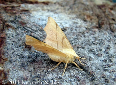 September thorn (Ennomos erosaria) Kenneth Noble